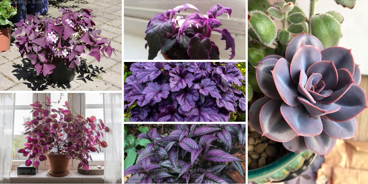 Best Purple Indoor Plants