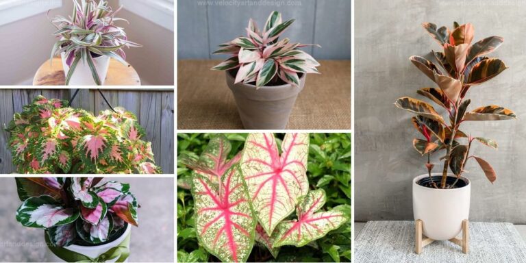 Top Rainbow Foliage Houseplants