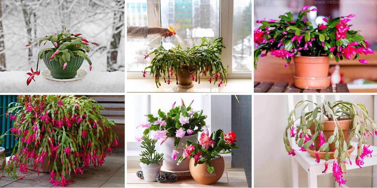 Best Ways to Make Your Christmas Cactus Bloom on Time