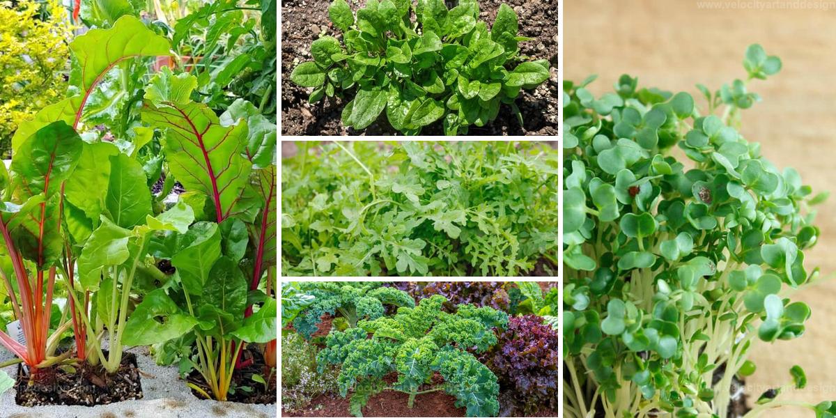 Best Fast-Growing Salad Vegetables