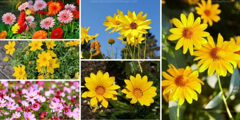 Best Flowers That Resemble Sunflowers