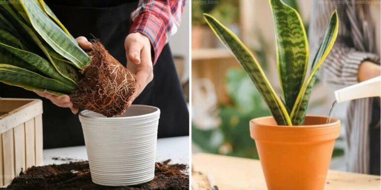 Best Snake Plant Secrets