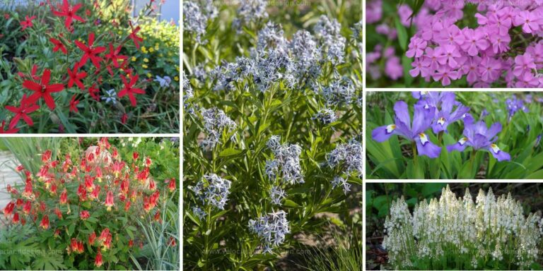 Top Perennial Plants