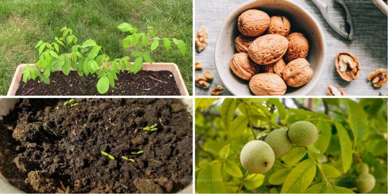 Best Guide to Growing Walnut Trees from Seeds