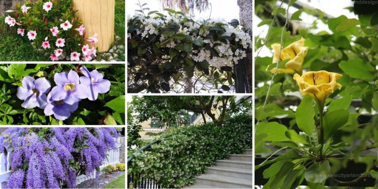 Best Tropical Flowering Vines