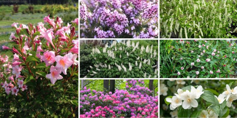 Best Evergreen Flowering Shrubs