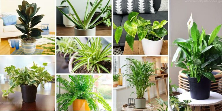 Top Houseplants for Clean Air