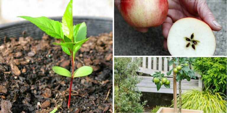 Best Guide to Growing Your Own Apples from Seeds