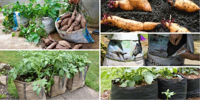 Best Guide to Harvest Sweet Potatoes in Soil Bags