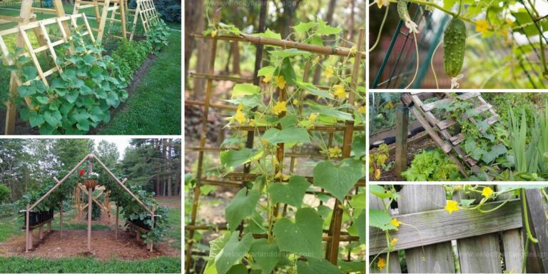 Best DIY Cucumber Trellis Ideas