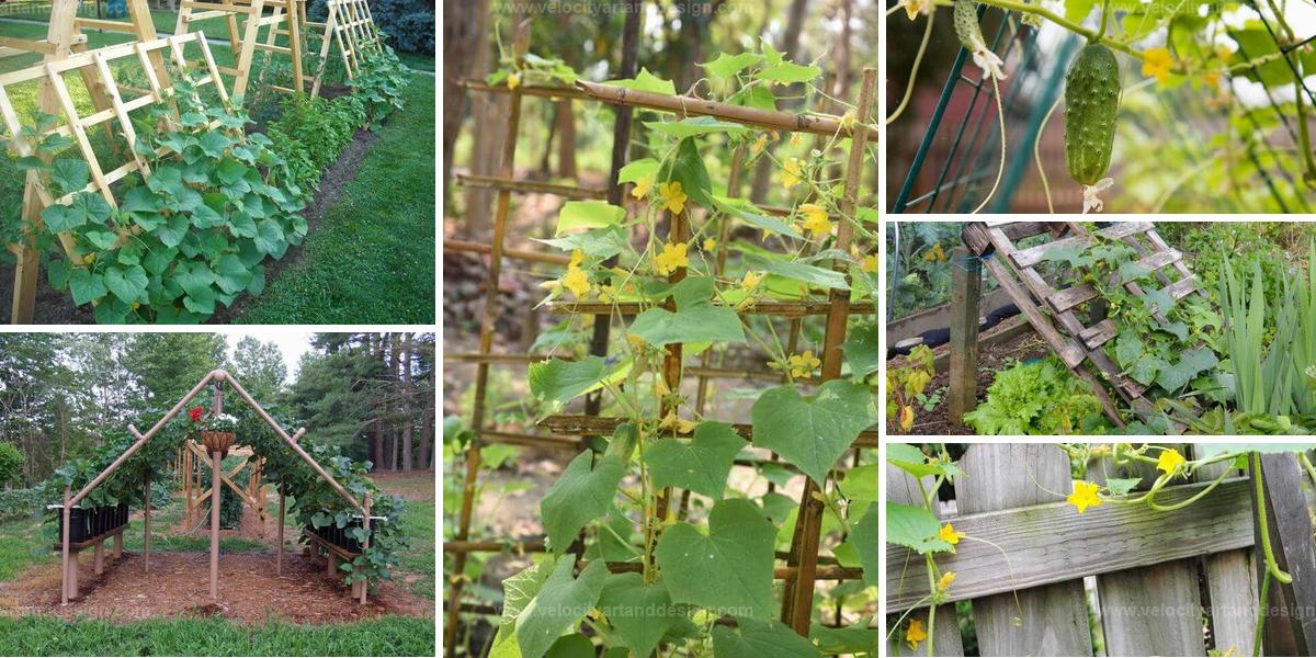 Best DIY Cucumber Trellis Ideas