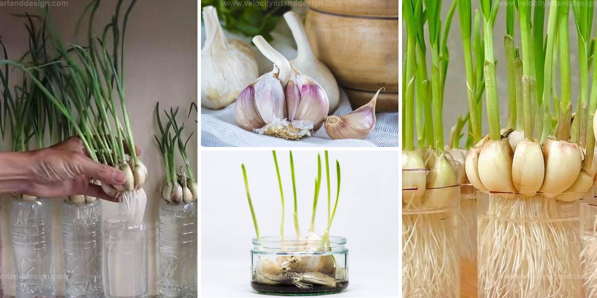 Top Steps to Grow Garlic in Water