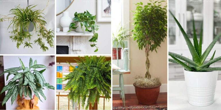 Best Houseplants for Summer