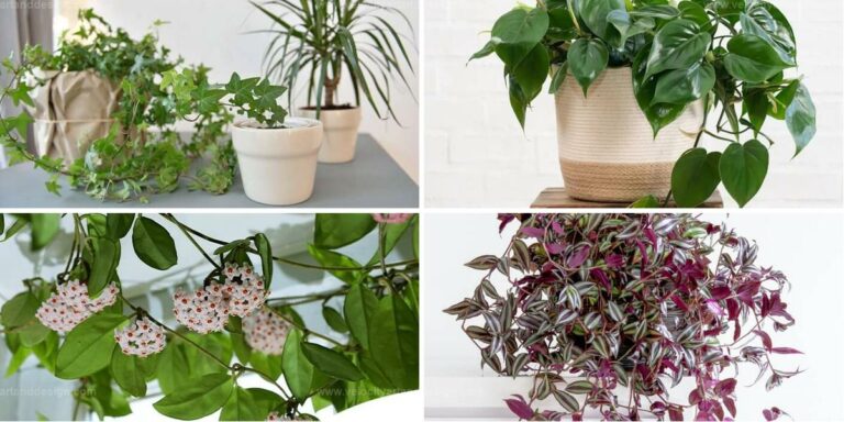 Top Vining Houseplants