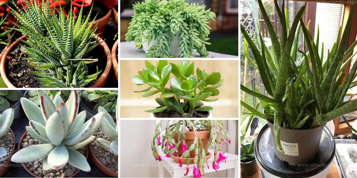 Best Popular Indoor Succulents