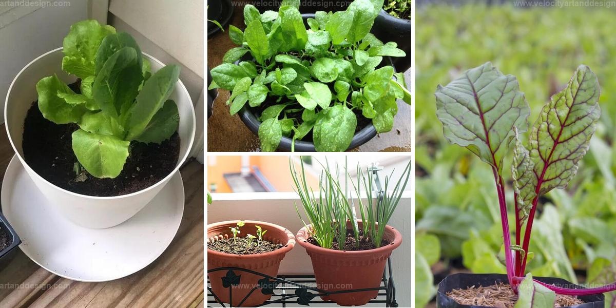 Top Vegetables to Cultivate in 1-Gallon Containers