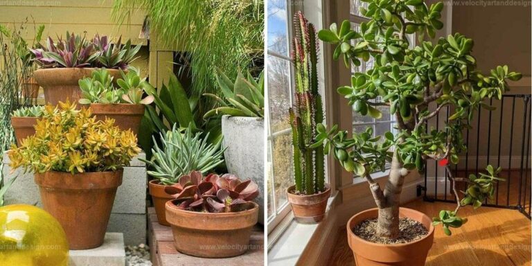 Best Balcony Plants