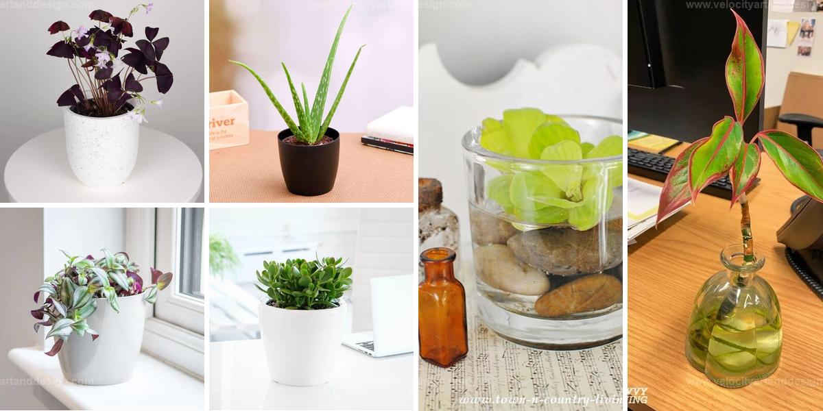 Top Desk-Friendly Houseplants