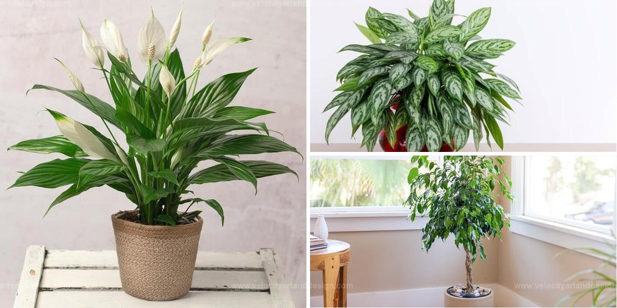 Top Air Purifier Houseplants