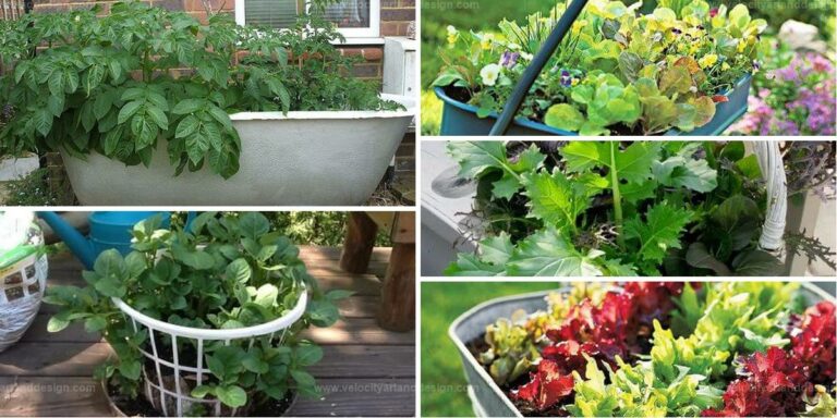 Best DIY Vegetable Container Gardens