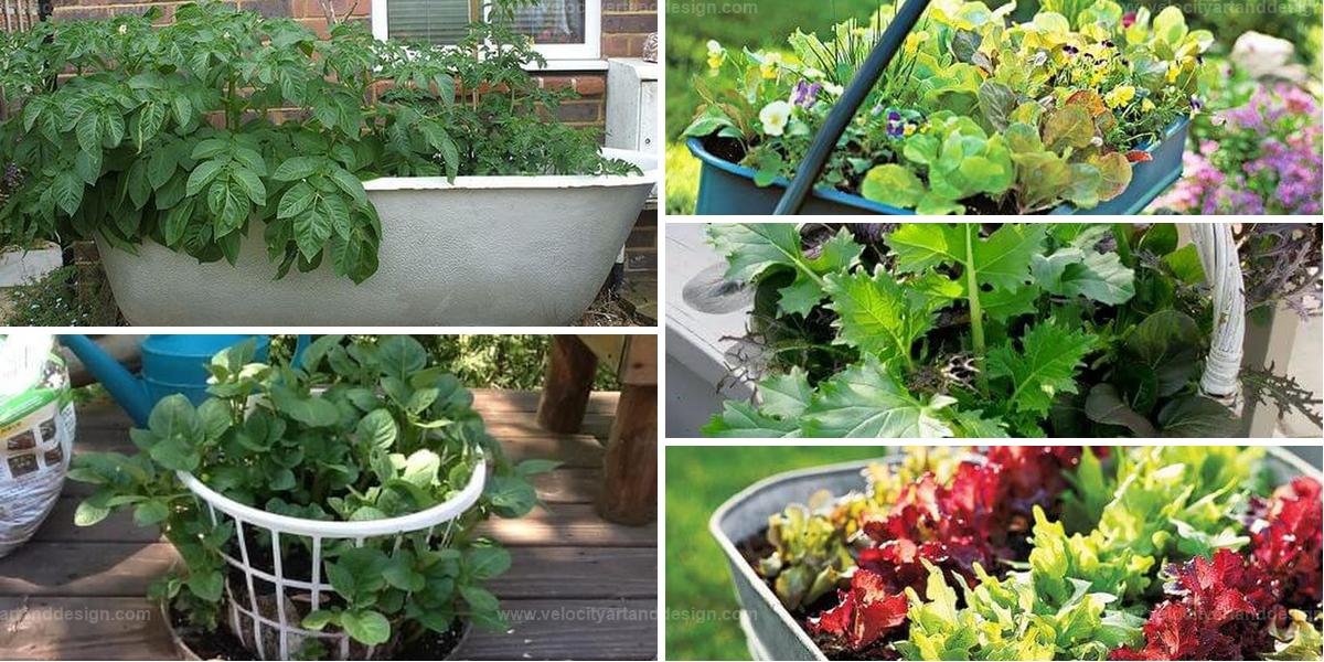 Best DIY Vegetable Container Gardens