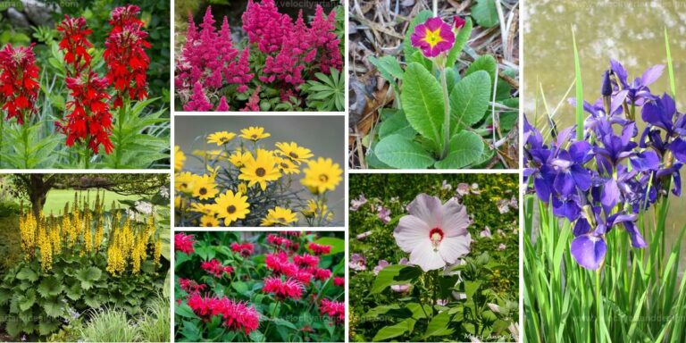 Top Bog Garden Flowering Plants