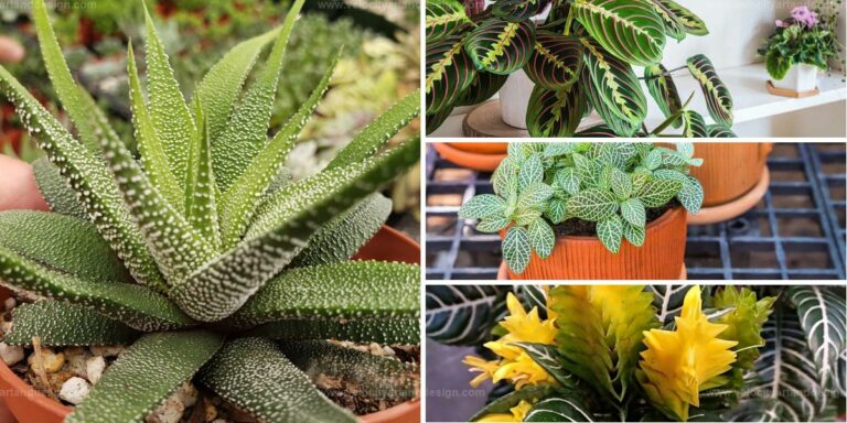 Best Zebra Print Indoor Plants