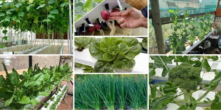 Top Vegetables for Hydroponic Systems