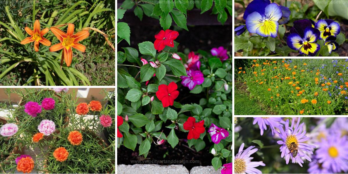 Top Resilient Flowers for Gardeners