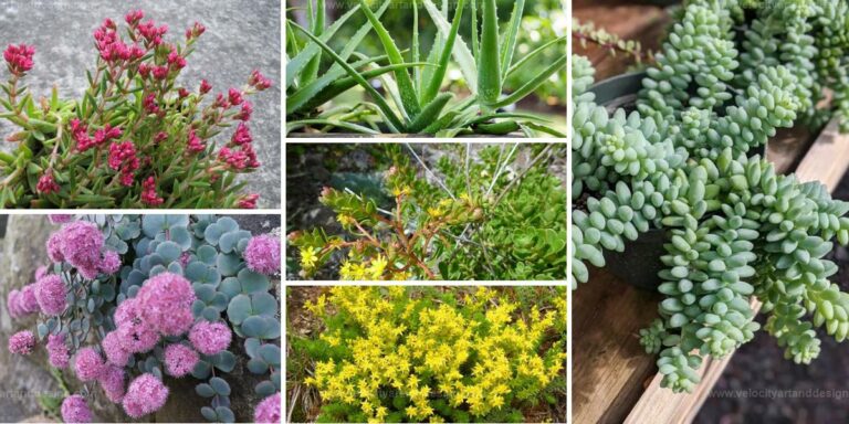 Best Flowering Succulents