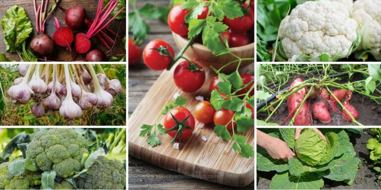 Best Nutrient-Packed Garden Vegetables to Grow