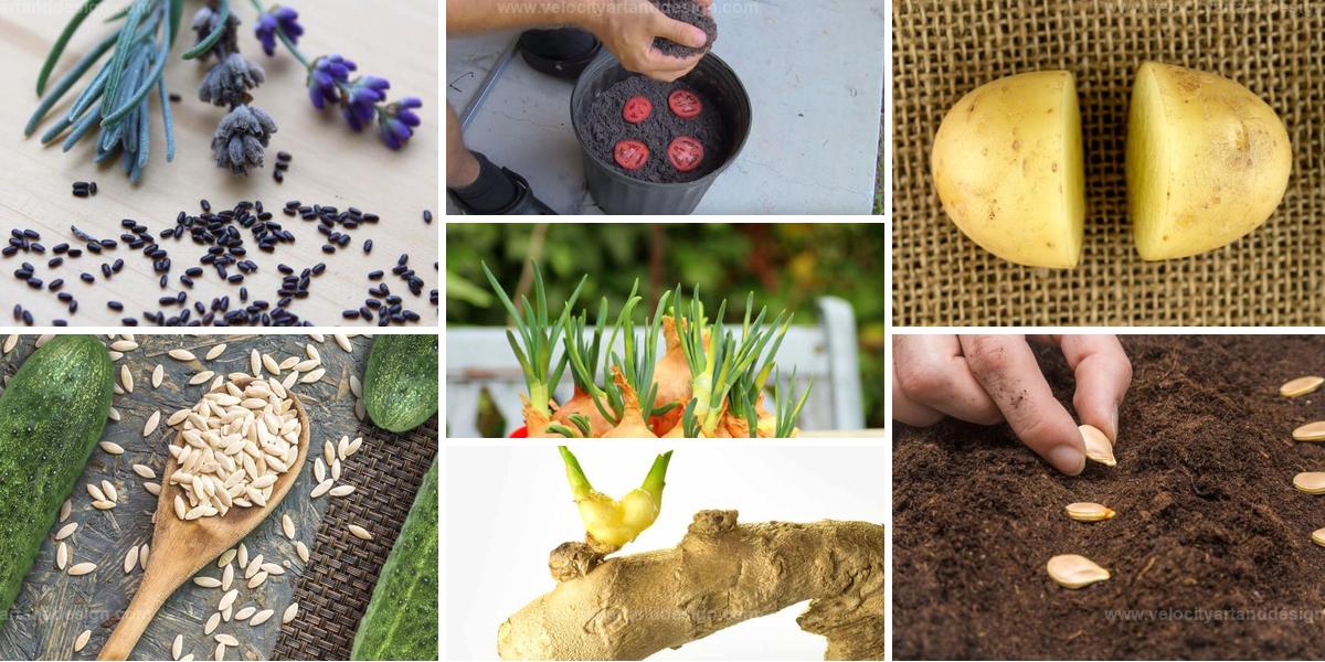 Top Vegetable Growing Hacks