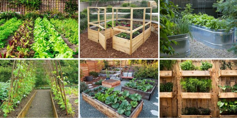 Top Vegetable Garden Designs