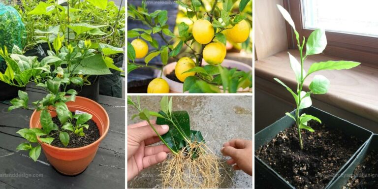 Best Tips for Growing Lemon Trees from Leaves