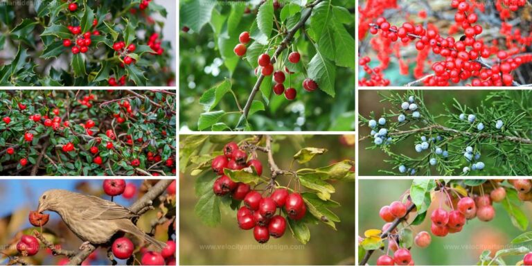 Best Edible Trees