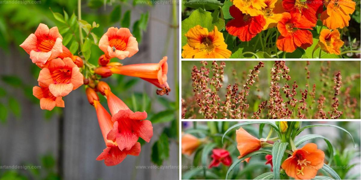 Top Orange Flowering Weeds