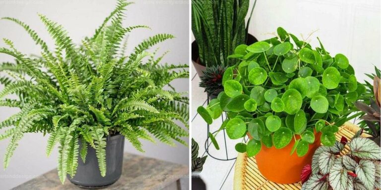 Best Fastest Growing Houseplants