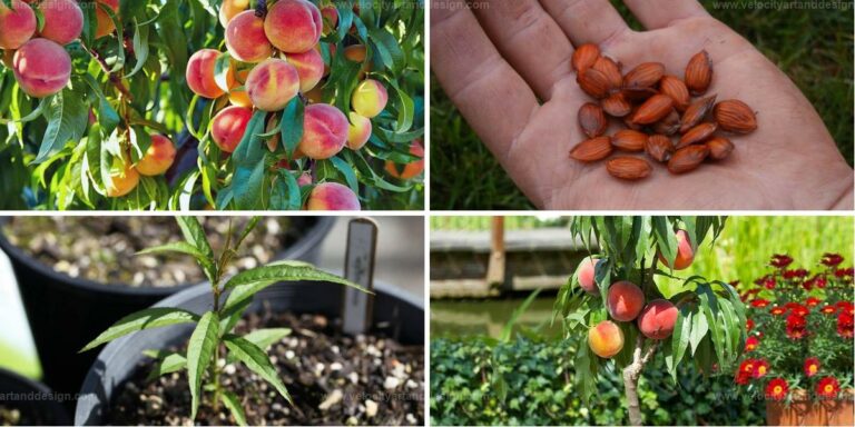 Best Steps to Grow Peach Trees from Seed