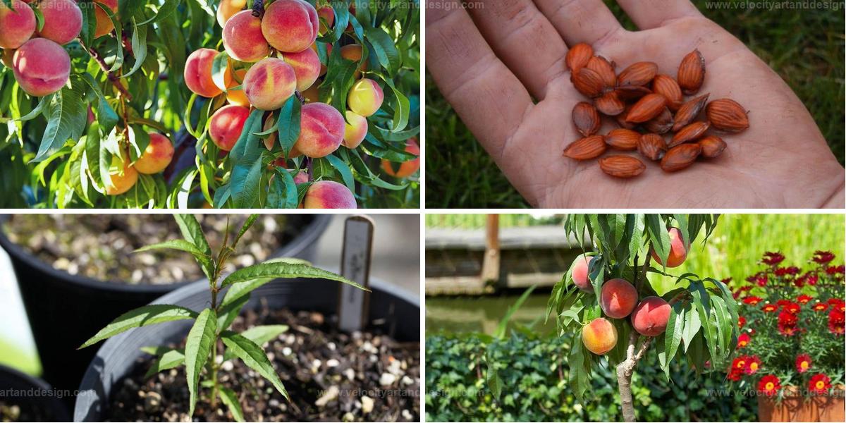 Best Steps to Grow Peach Trees from Seed