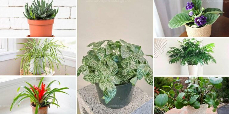 Top Low Light Houseplants Safe for Pets