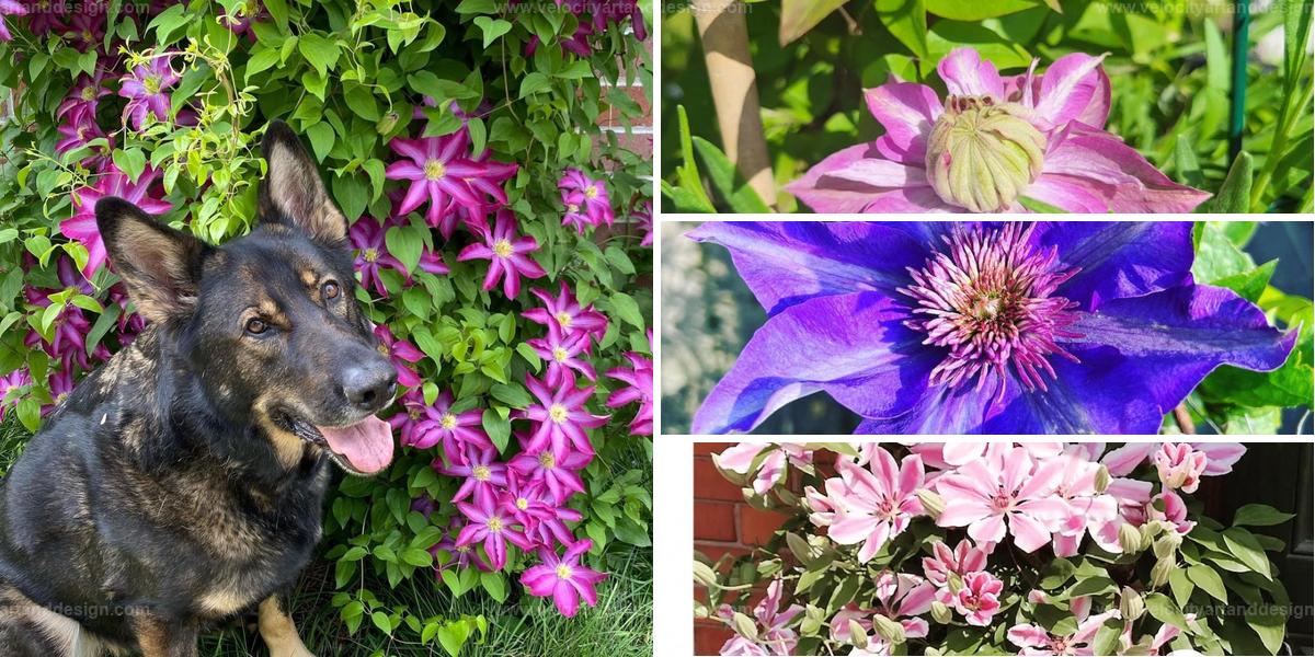 Best Guide to Growing Clematis on Trellis