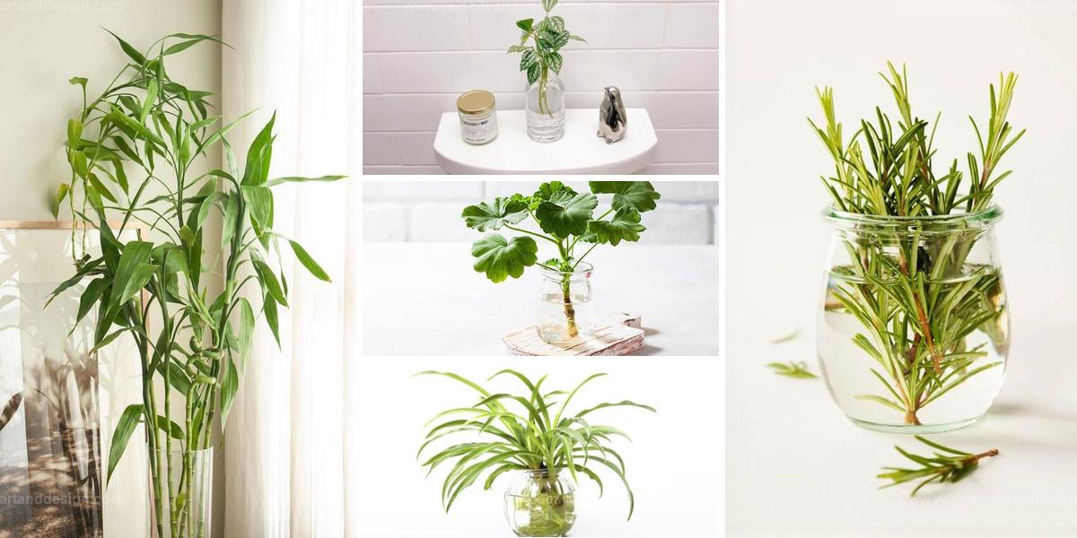 Top Houseplants to Propagate in Water Vases