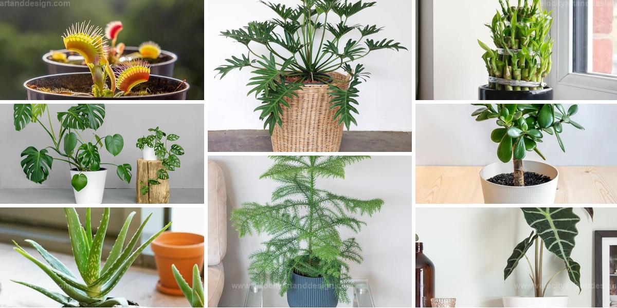 Top Tropical Houseplants