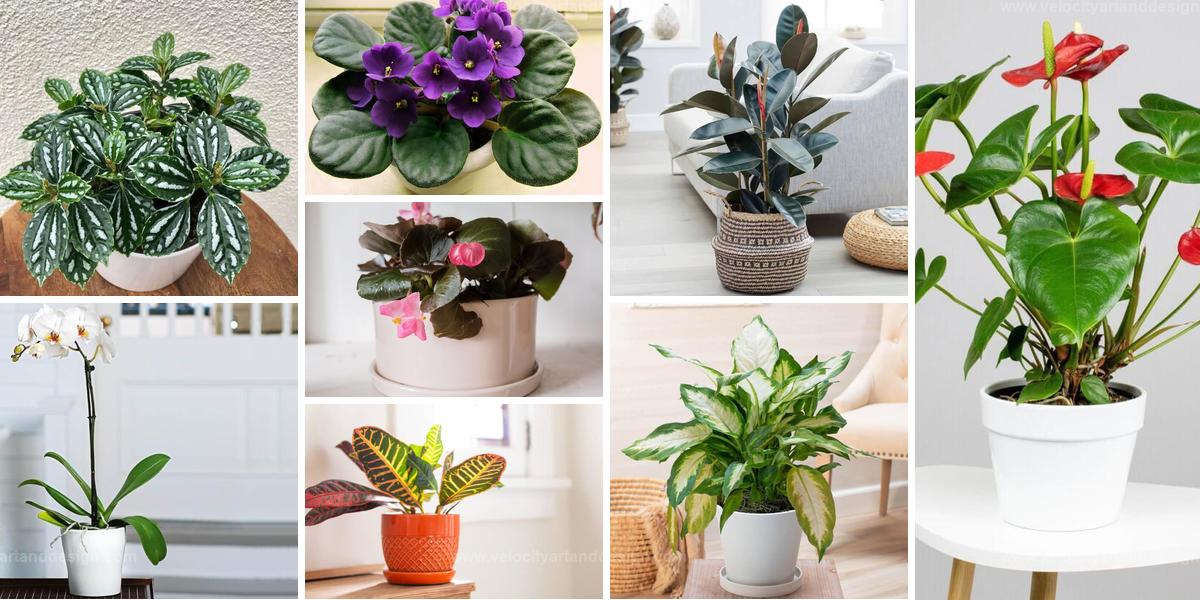 Best Indoor Plants for Medium Light