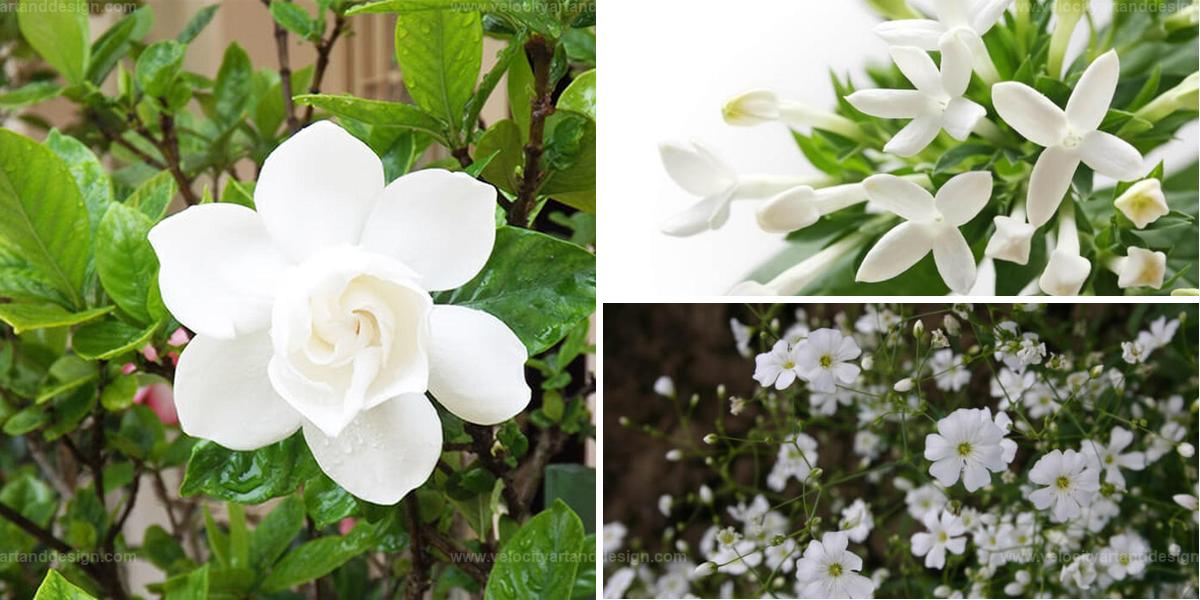 Top Jasmine-Like Flowers