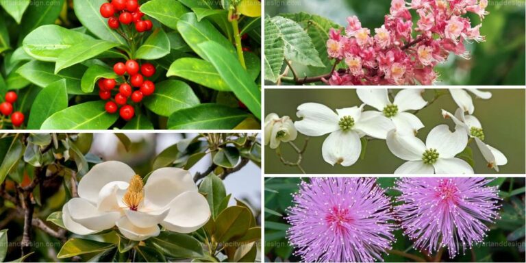 Best Flowering Trees for Warm Climates