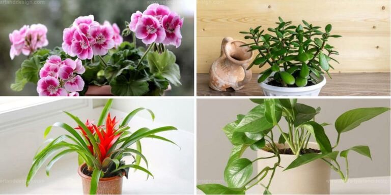 Top Indoor Plants To Propagate