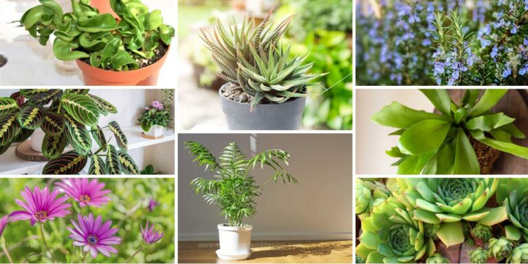 Best Dog-Friendly Plants for Home & Garden