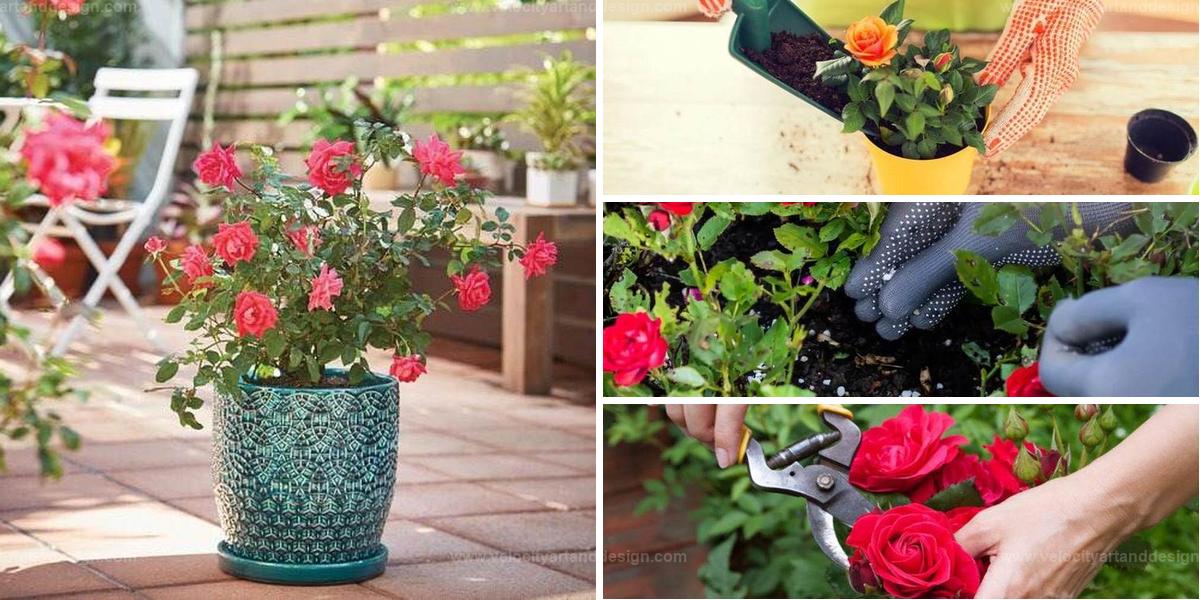 Best Rose Planting Tips