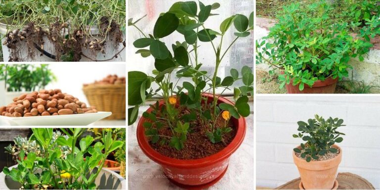 Top Ways to Grow Crunchy Peanuts in Containers